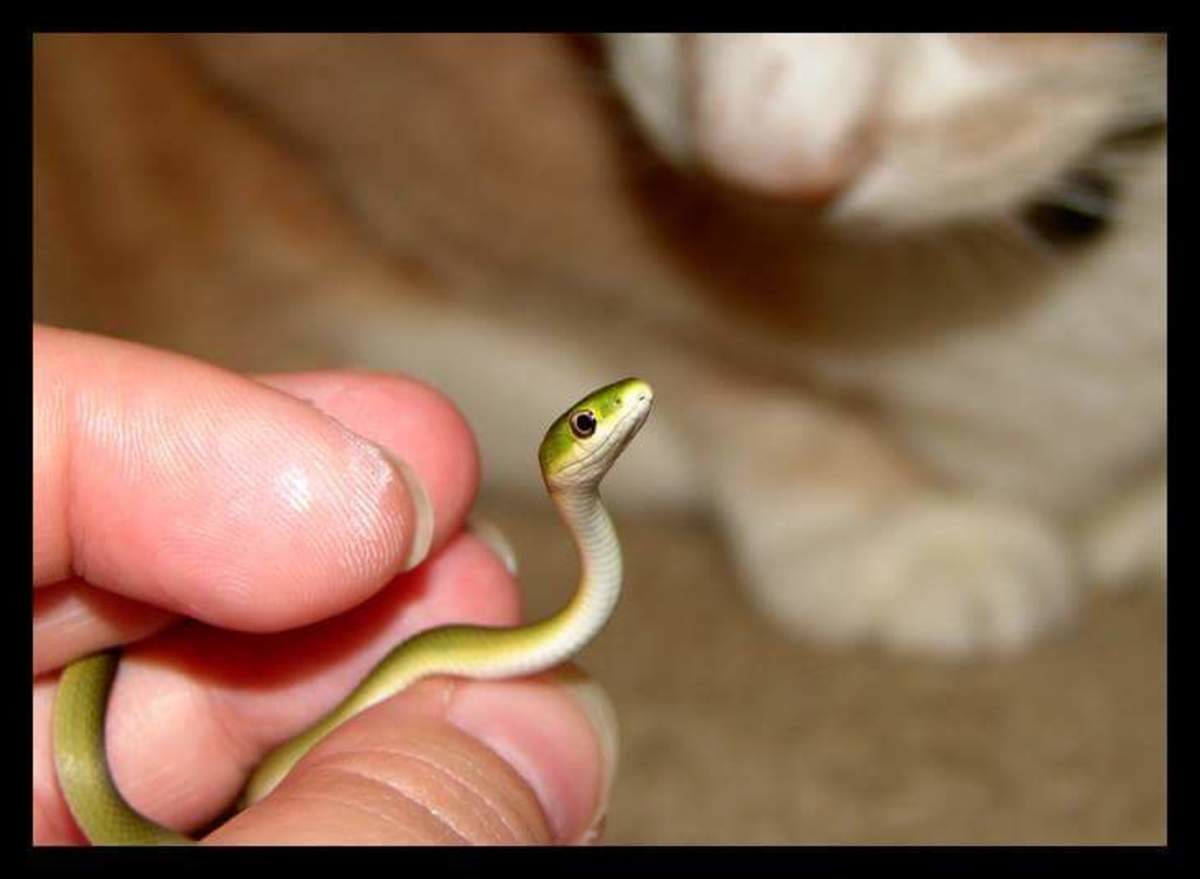 Домашние змеи маленькие